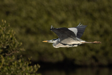Grey Heron flying at Tubli bay, Bahrain