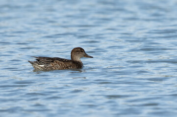 Common Teal swimming at Tubli bay of Bahrain