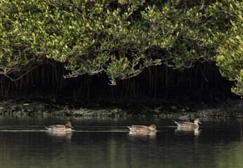 Common Teal swimming at Tubli bay, Bahrain