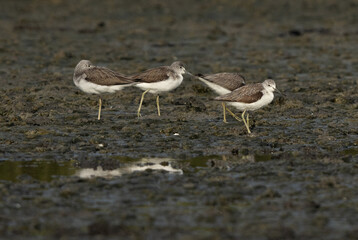A flock of Common Greenshank at Tubli bay, Bahrain