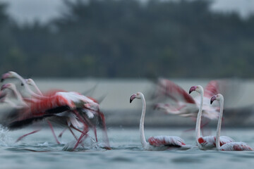 Motion blur image of Greater Flamingos takeoff at Eker creek