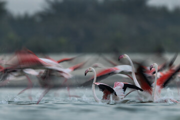 Motion blur image of Greater Flamingos takeoff at Eker creek of Bahrain