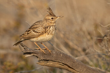 Crested Lark perched on a wooden log, Bahrain
