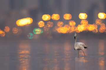 Greater Flamingos in the morning hours with bokeh of city lights at Eker creek, Bahrain