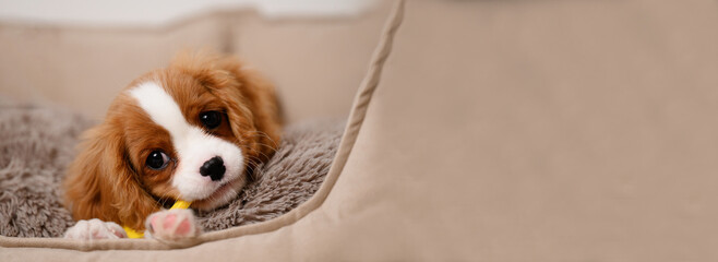 Banner, Cute Cavalier King Charles Spaniel puppy chewing his favorite toy while lying on dog bed. Adaptation of a pet to a new family. Postcard. Place for advertising toys for animals and food - Powered by Adobe