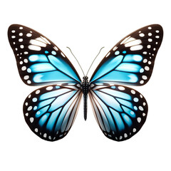 Butterfly isolated on white background