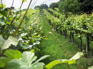 panoramic view of a vineyard on the hills of the Lombardy region in Italy