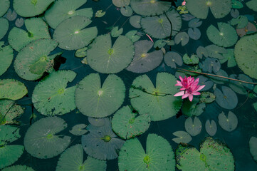 Water and lilly pad views surounded by limestone mountains, reflective water and lush greenery of...