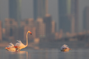 Greater Flamingos feeding and wading at Eker creek in the morning, Bahrain