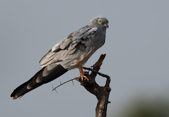 Portrait of a Montagu's harrier at Bhigwan bird sanctuary, India