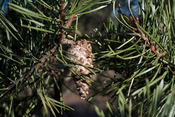 Sosna z szyszką. © Blaszko