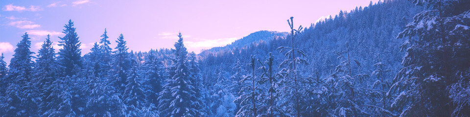 Snow-covered spruce trees on the mountainside during sunrise in winter. Horizontal banner