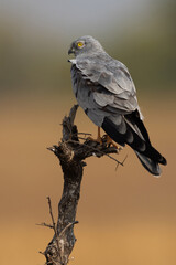 Closeup of a Montagu's harrier perched on a dry tree trunk at Bhigwan bird sanctuary, India