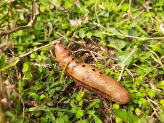 Pupa moth. Its insect the family owlet moths Noctuidae. Red Butterfly cocoon on the ground. Greater Death's Dead Hawk moth cocoon. Acherontia atropos.