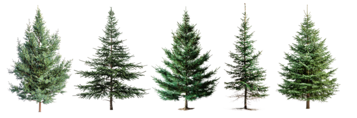 Different types of evergreen trees lined up in a row on a white background for design purposes. Trees isolated