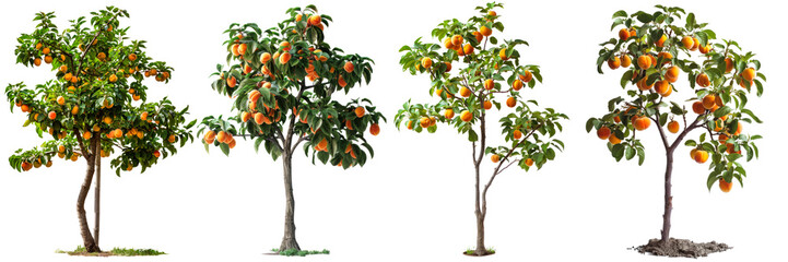 A group of trees laden with ripe oranges isolated on a white background, showcasing the fruit-bearing nature of the citrus plants. Trees isolated
