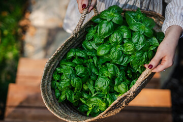  Two Hands Holding a Basket of Fresh Basil Leaves, Embracing Summer's Essence