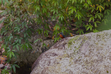 Blyth's kingfisher (Alcedo hercules) at Namdapha National Park, Arunachal Pradesh, India