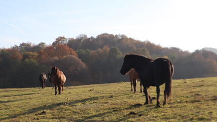 Horses on an Autumn Hill