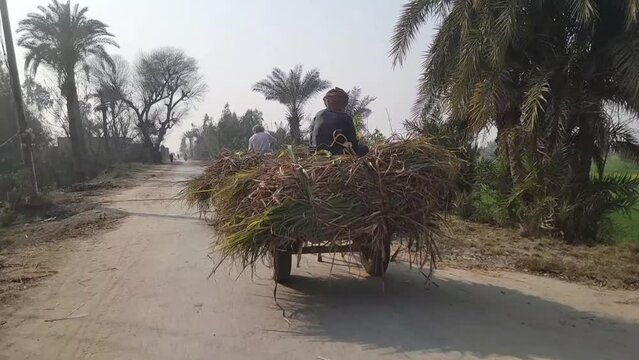 Donkey cart. Donkey carts still drive in villages and small towns. Donkey carries bushes in Layyah Pakistan. Village traditional transport with domestic donkey. Slow Motion 4K Footage.