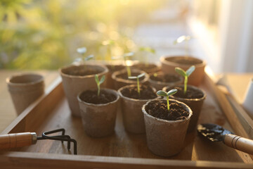 Outdoor gardening small sprout growing plant in paper pots with natural sunlight