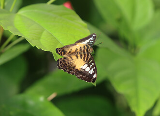 Brauner- Blauer Segler - The clipper