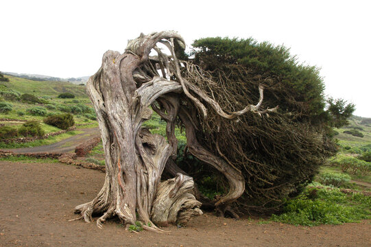 Sabinar en la isla de El Hierro, Canarias