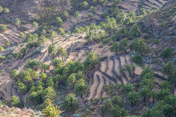 Terrazas de cultivo en la isla de La Gomera, Canarias