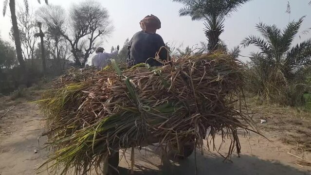 Donkey cart. Donkey carts still drive in villages and small towns. Donkey carries bushes in Layyah Pakistan. Village traditional transport with domestic donkey. Slow Motion 4K Footage.