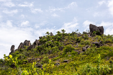 landscape with beautiful palm trees in a wild forest with huge stones on a sunny day on one of the Seychelles islands