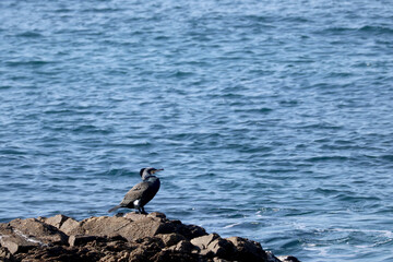 un cormoran à aigrette sur le rocher
