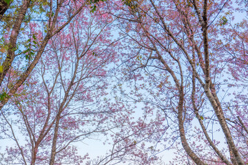 Fototapeta premium Pink wild himalayan cherry tree blooming in the garden on springtime at Phu Lom Lo