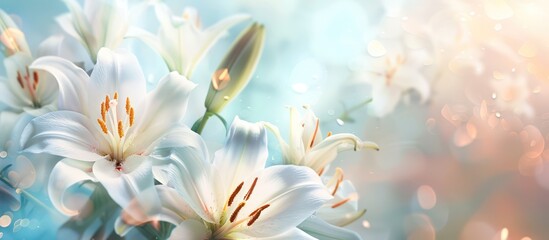 Close-up of beautiful white lilies background, symbolizing gentleness, purity, and virtue