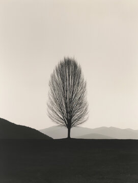 Minimalist tree silhouette