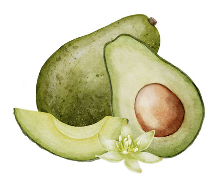 Avocado with flower Watercolor illustration. Botanical drawing of Fruit. Vegetable sketch painting. Vegan organic ecological Food. Hand drawn clipart on isolated background. For print and logo design.