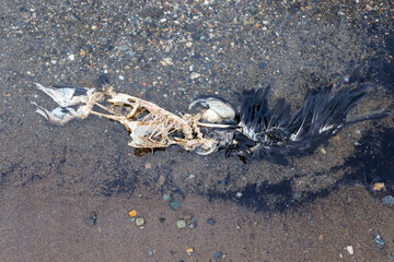 The carcass of a cormorant rotting on sandy beach half in water.
