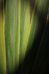 Full frame closeup of green palm stalks.
