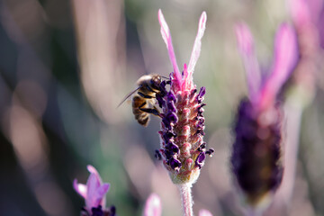 A bee sucking
