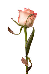 Fototapeta premium Pink and white beautiful rose isolated on a white background.