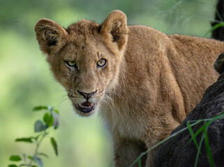 lion cub in the grass