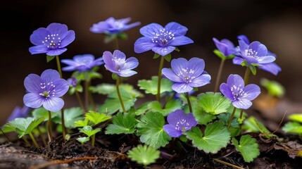 a group of purple flowers sitting on top of a lush green leaf covered forest floor next to a forest floor.