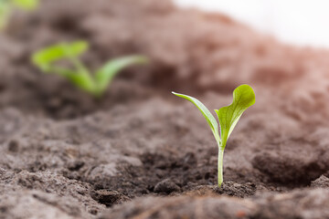 young zucchini sprouts in a greenhouse, close-up