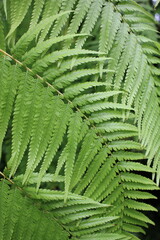 green fern background
