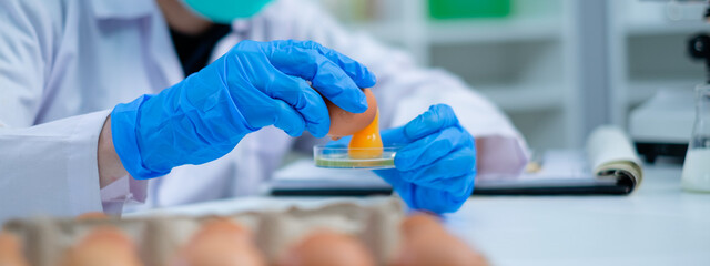 Scientist or nutritionist is pouring egg yolk to do test, experiment or research in laboratory,...