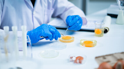Professional Scientist or nutritionist do an experiment or research with egg yolk in laboratory,...
