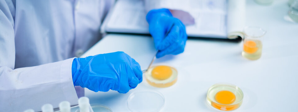 Professional Scientist or nutritionist do an experiment or research with egg yolk in laboratory, concept of microbiology, biochemistry, biotechnology, livestock factory or farm quality control protein