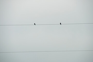 Two birds on a hydro wire during a cloudy day