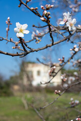 Almond tree blossomed against blurred background