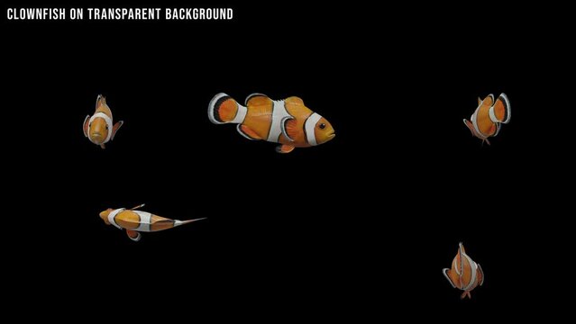 An Orange Clownfish Swimming On Transparent Background 4K