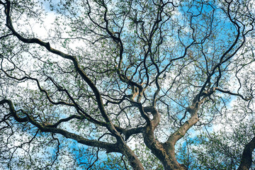 Eco-friendly sustainability concept, winding branches of a large tree, bottom view. A powerful tree crown against a blue sky reduces CO2 levels, green natural environment.